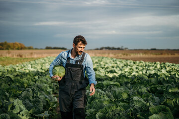 Fototapeta premium Cheerful male farmer in a working uniform, holding cabbage in the farm field and checking other crops.