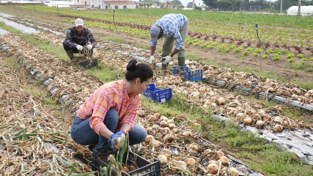 Asian woman farmer harvesting onion on field with men co-workers.