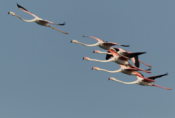 A flock of Greater Flamingos flying at Mameer in the morning, Bahrain