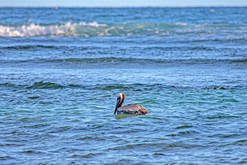 pelicans seabirds in caribbean atlantic ocean