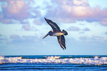 pelicans seabirds in caribbean atlantic ocean
