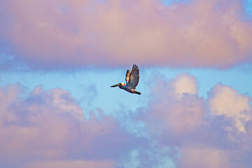 pelicans seabirds in caribbean atlantic ocean