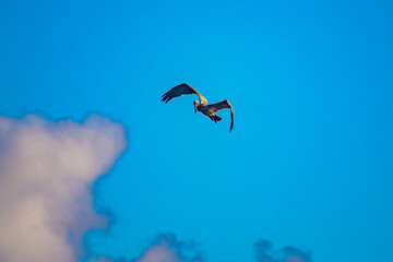 pelicans seabirds in caribbean atlantic ocean