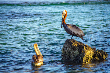 pelicans seabirds in caribbean atlantic ocean