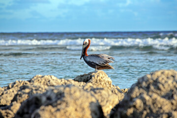 pelicans seabirds in caribbean atlantic ocean