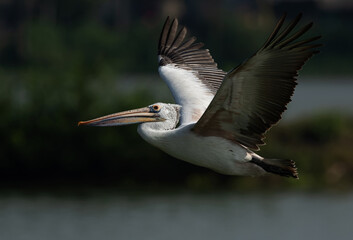 Closeup of Spot-billed pelican flying at Uppalapadu Bird Sanctuary, India