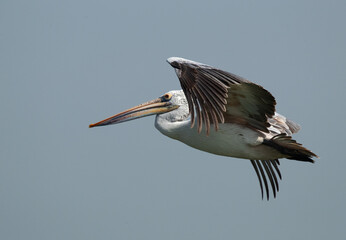Spot-billed pelican flying at Uppalapadu Bird Sanctuary, India