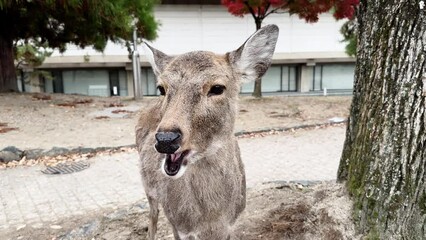 Deer receive snacks in Nara Park Japan. Wild animals know that Nara public park visitors will feed them. Popular tourist attraction in Japan