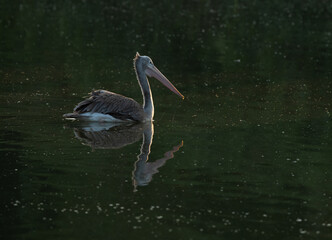 A portrait of a Spot-billed pelicans swimming in lake at Uppalapadu Bird Sanctuary, India