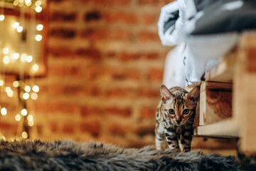 Bengal kitten walks around the house against a blurred Christmas background of glowing garlands.