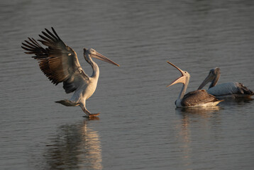 Spot-billed pelican landing in lake at Uppalapadu Bird Sanctuary, India