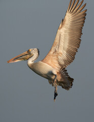 Spot-billed pelican flying at Uppalapadu Bird Sanctuary, India