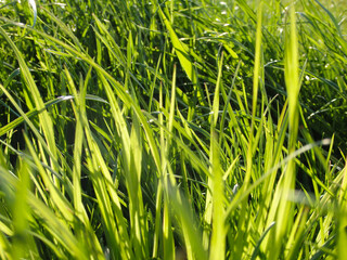 A natural spring garden background of fresh green grass. Fresh green grass background in sunny summer day in park