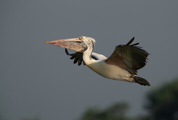 Closeup of a Spot-billed pelican flying at Uppalapadu Bird Sanctuary, India