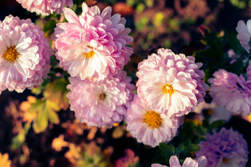 Close up of pink chrysanthemum flowers