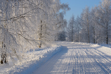 Obraz premium frosted birch trees by the side of the road on a sunny winter day