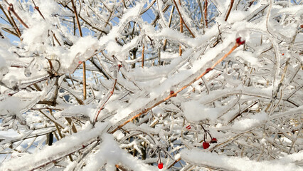 beautiful frozen viburnum branches on the street