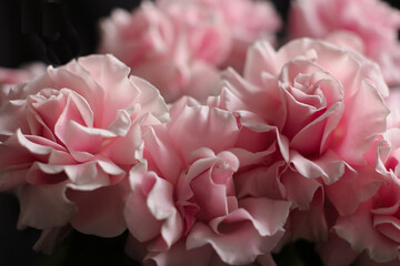 Pink roses on a dark background, French variety