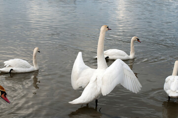 Obraz premium the swan spreads its wings on the shore of the lake under the bright sun