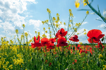 Red poppies against the light, bright sky.