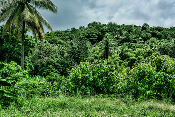 Fototapeta na wymiar Rainforest of Saint Lucia island Caribbean