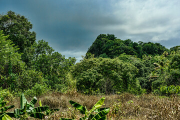 Obraz premium Rainforest of Saint Lucia island Caribbean