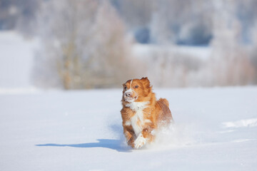 Happy dog fast running in deep snow. Joyful Nova Scotia Duck Tolling Retriever in winter nature. .