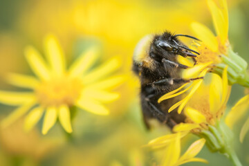 bumble bee on yellow flower