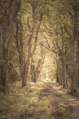 path in the woods, alley, trees