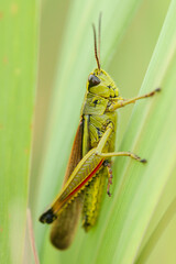 close up of a grasshopper