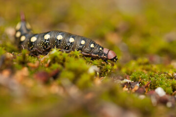 caterpillar on a moss, Hyles gallii, bedstraw hawk-moth, galium sphinx
