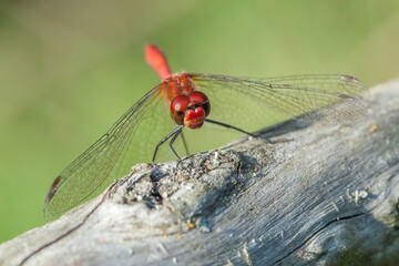 close up of a red dragonfly