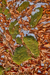 Frozen moss and leaves on a field