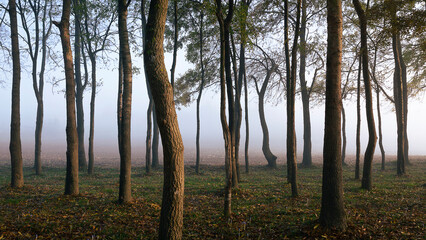 dramatic,mysterious and foggy forest view