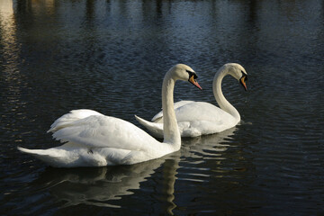 A pair of white swans on the water in a city park.