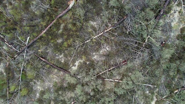 Trees felled by the storm are rotting on the mulch. Ecological disaster, dead forest.