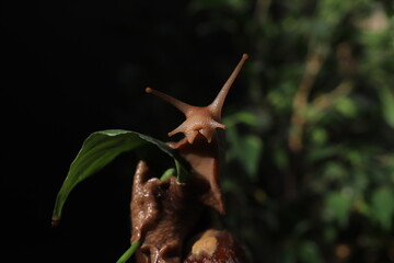 a large snail eating leaves in the wild