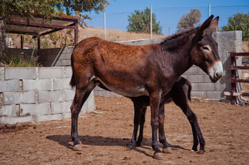 two donkey on a farm mom and baby
