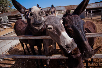 portrait of a donkey