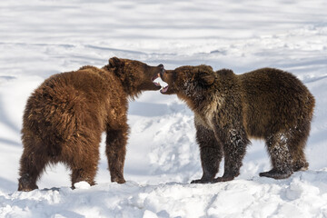 Wild two adult Brown Bear (Ursus Arctos) fight in the winter forest. Danger animal in nature habitat