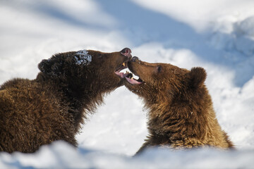 Wild two adult Brown Bear (Ursus Arctos) fight in the winter forest. Danger animal in nature habitat