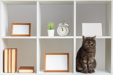 Home interior, decor elements.White shelves photo frames book pet black cat.