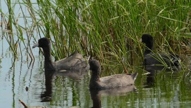 Flock of American coots swimming and foraging for grass and water plants in the wetlands of Anahuac National Wildlife Refuge at the Texas Gulf Coast in North America.