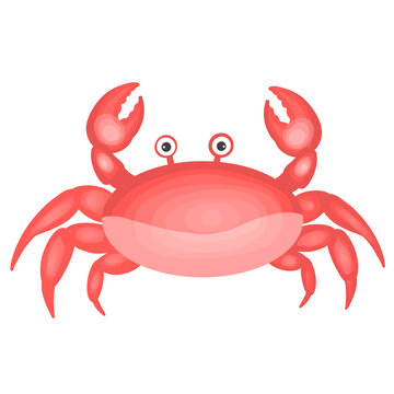 cute red crab, sea animal illustration