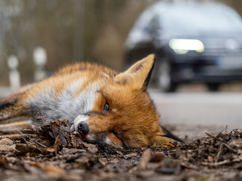 Toter Fuchs am Stra&szlig;enrand, &uuml;berfahren