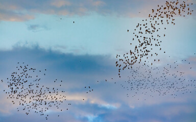 A flock of flying birds in a cloudy blue sky