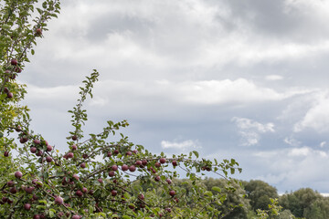 Branches with red apples located left and below against sky