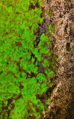 Top view of river backwater with beautiful textured vegetation. Texture. Background