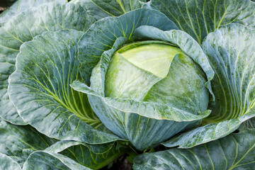 Wet head of late white cabbage on field after rain