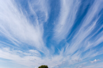 Patch of sky with cirrus clouds above the tree top